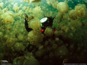 Jellyfish Scuba Diver HD wallpaper thumb
