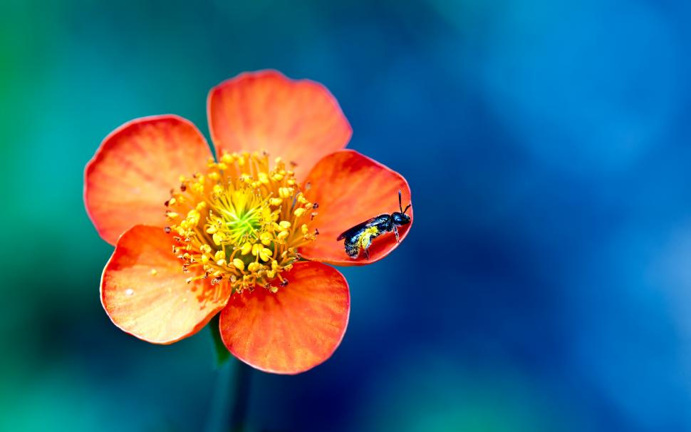 Flowers and insects wasp macro photography wallpaper,Flowers HD wallpaper,Insects HD wallpaper,Wasp HD wallpaper,Macro HD wallpaper,Photography HD wallpaper,2560x1600 wallpaper