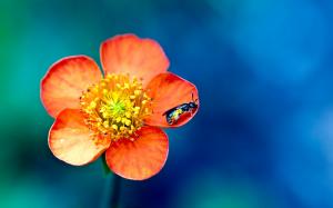 Flowers and insects wasp macro photography wallpaper thumb