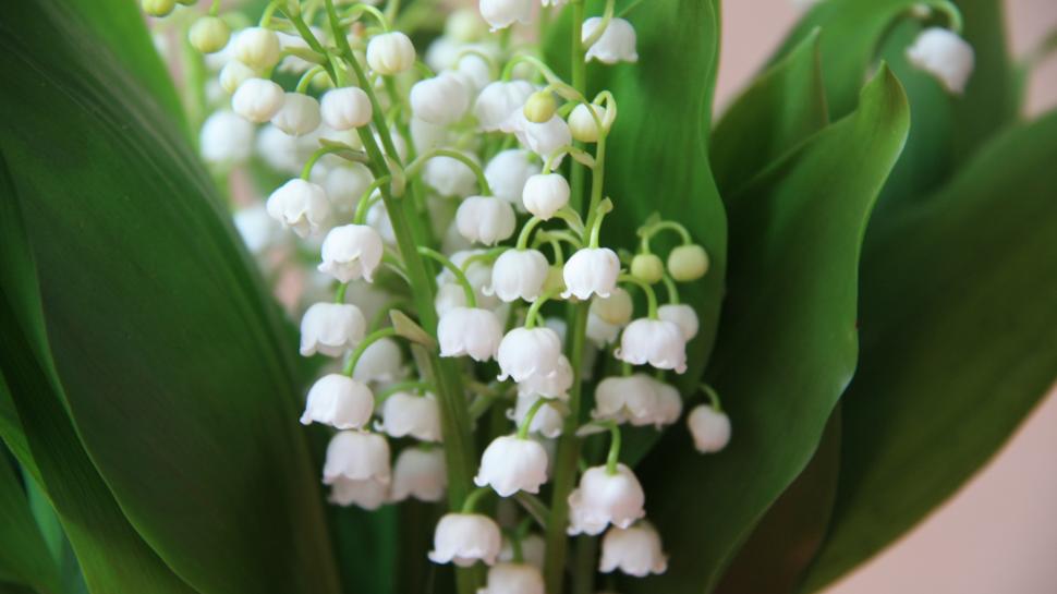 Lily of the valley, white little flowers, spring wallpaper,Lily HD wallpaper,Valley HD wallpaper,White HD wallpaper,Little HD wallpaper,Flowers HD wallpaper,Spring HD wallpaper,3840x2160 wallpaper