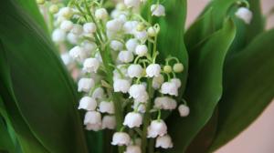 Lily of the valley, white little flowers, spring wallpaper thumb