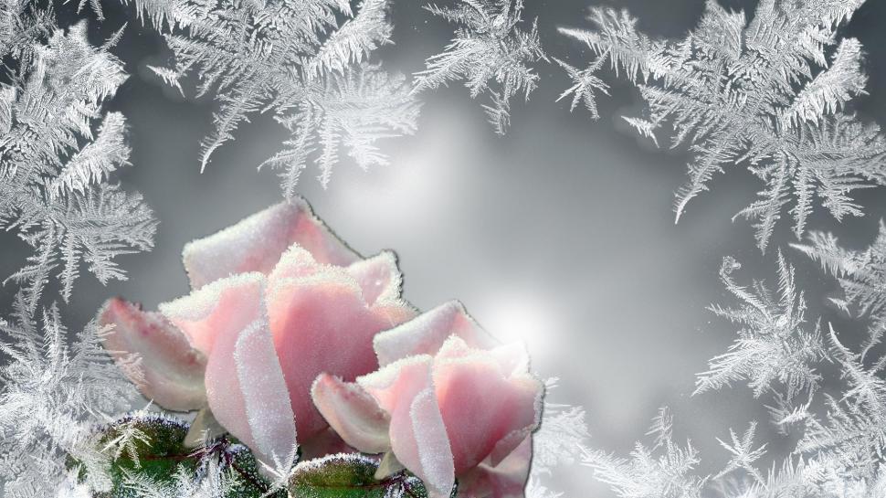 Frost On The Roses wallpaper,pink rose HD wallpaper,firefox persona HD wallpaper,frost HD wallpaper,bright HD wallpaper,freeze HD wallpaper,cold HD wallpaper,frozen HD wallpaper,silver HD wallpaper,winter HD wallpaper,glow HD wallpaper,3d & abstract HD wallpaper,1920x1080 wallpaper