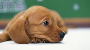 Miniature Dachshund Puppy wallpaper thumb