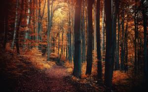 Autumn, Forest, Path, Shrubs wallpaper thumb