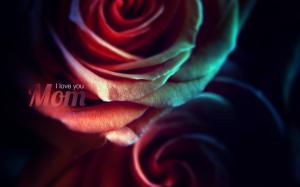 Mother's Day Rose Flower Macro HD wallpaper thumb
