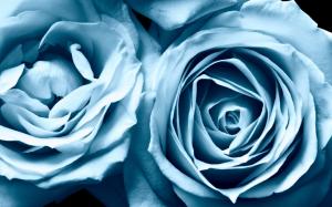 Blue Roses Widescreen wallpaper thumb