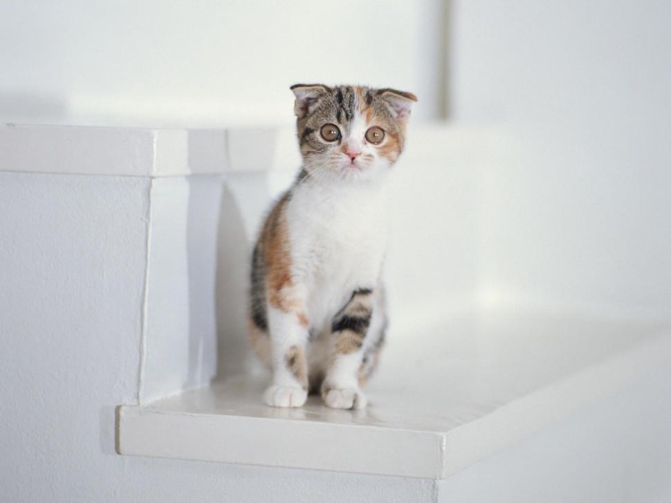 A Pretty Cat wallpaper,feline HD wallpaper,white HD wallpaper,stairs HD wallpaper,cute HD wallpaper,animals HD wallpaper,1920x1440 wallpaper