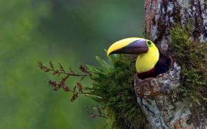 Bird Tropical Tree Toucan HD wallpaper thumb