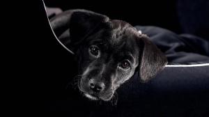 Black Puppy Cute Background For wallpaper thumb