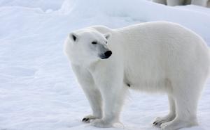 Polar bear, snow, winter, white color wallpaper thumb