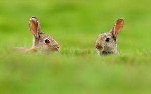 Two Cute Rabbits in Grass wallpaper thumb