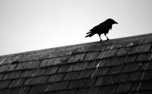 Raven, Bird, Roof, Animal, Monochrome wallpaper thumb