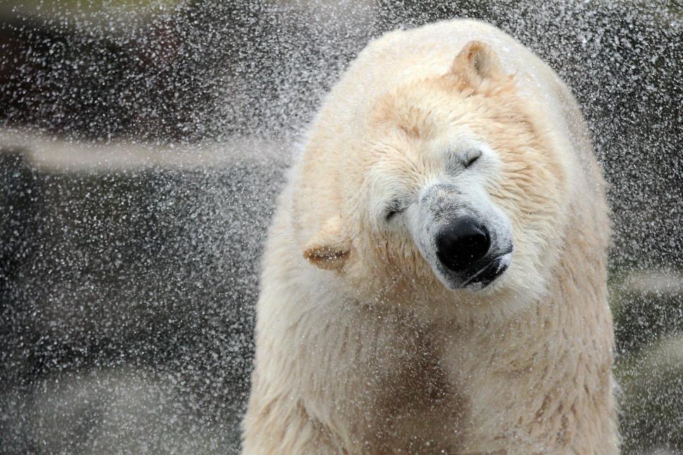 Polar Bear shaking wallpaper,polar HD wallpaper,bear HD wallpaper,Animal HD wallpaper,shaking HD wallpaper,Wallpaper HD HD wallpaper,2048x1365 wallpaper