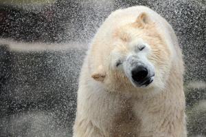 Polar Bear shaking wallpaper thumb