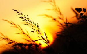 Sunset, grass, evening wallpaper thumb