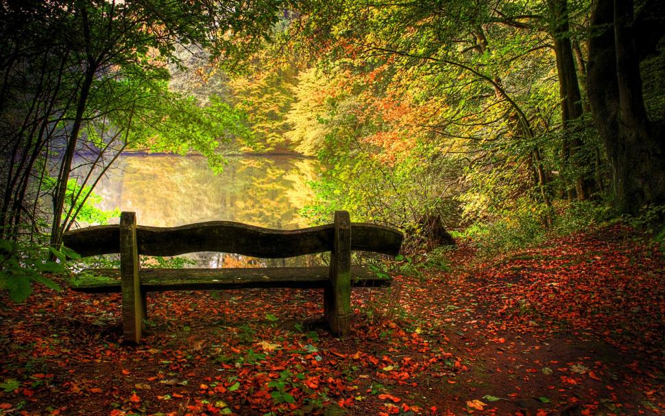 Bench Tree Forest Leaves HD wallpaper,nature HD wallpaper,forest HD wallpaper,tree HD wallpaper,leaves HD wallpaper,bench HD wallpaper,2560x1600 wallpaper