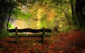Bench Tree Forest Leaves HD wallpaper thumb