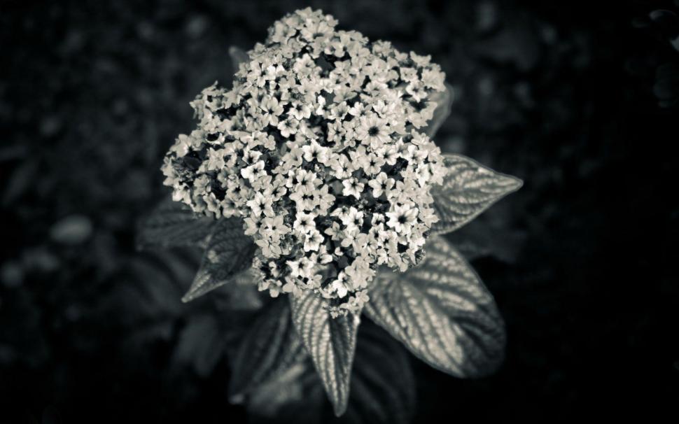 Black and white flower wallpaper,photography HD wallpaper,1920x1200 HD wallpaper,floral HD wallpaper,1920x1200 wallpaper