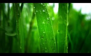 Leaf Green Water Drops Macro HD wallpaper thumb