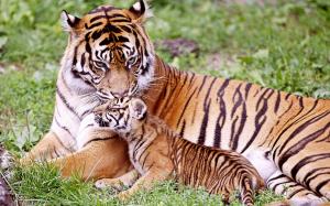 Tiger & Baby Tiger wallpaper thumb
