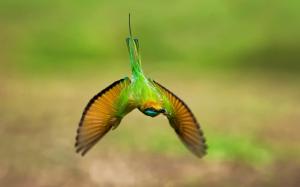 Green hummingbird, flight, wings wallpaper thumb