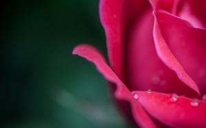 Rose Flower Macro Water Drops HD wallpaper thumb