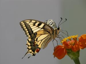 Butterflies Widescreen wallpaper thumb