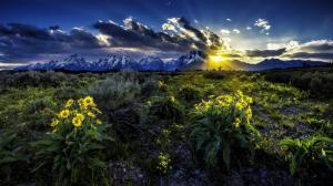 Rocky Mountains, Grand Teton National Park, flowers, dawn, sunrise wallpaper thumb