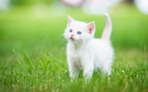 Blue eyes white kitten, grass wallpaper thumb