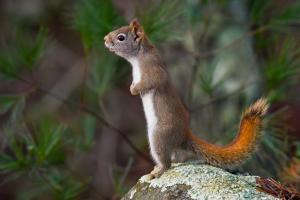Squirrel stand on stone wallpaper thumb