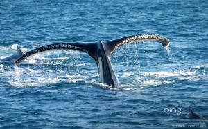 Humpback whale wallpaper thumb