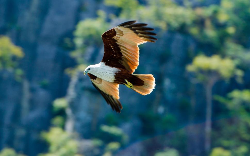 Bird, predator, the eagle flying in sky wallpaper,Bird HD wallpaper,Predator HD wallpaper,Eagle HD wallpaper,Flying HD wallpaper,Sky HD wallpaper,2560x1600 wallpaper