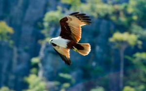 Bird, predator, the eagle flying in sky wallpaper thumb