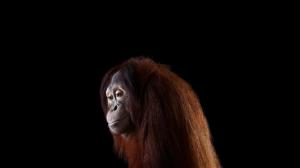 Orangutans, Photography, Mammals wallpaper thumb