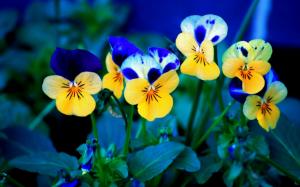Yellow and blue flowers wallpaper thumb