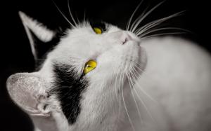 Cat, white and black, yellow eyes wallpaper thumb