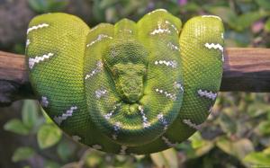 Emerald Tree Boa Snake wallpaper thumb
