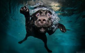 Funny Dog in Water wallpaper thumb