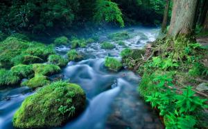 Forest, river, stream, stones, grass, fog wallpaper thumb