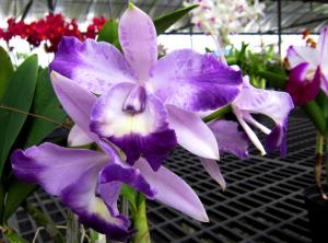 Purple Orchid wallpaper thumb
