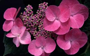 Pink flowers close-up, hydrangea wallpaper thumb