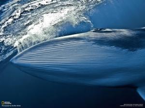 Whale HD wallpaper thumb