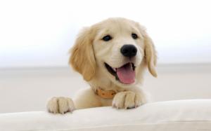 Puppy golden retriever behind the sofa wallpaper thumb