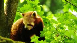 Red panda in tree, green leaves wallpaper thumb