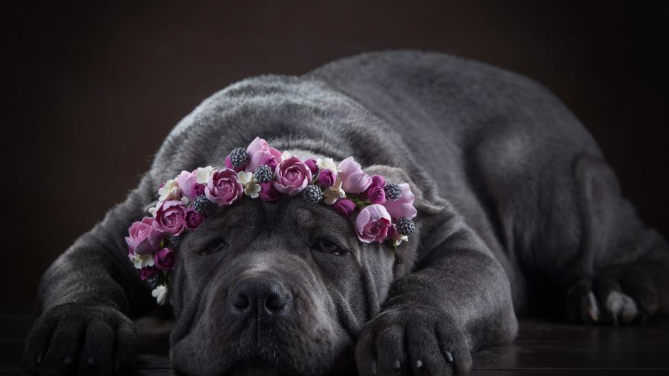 Cane Corso, dog wallpaper,flowers wallpaper,face wallpaper,dog wallpaper,wreath wallpaper,Cane Corso wallpaper,1366x768 wallpaper