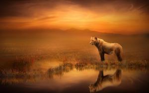 Art pictures, lioness, dusk, water reflection wallpaper thumb