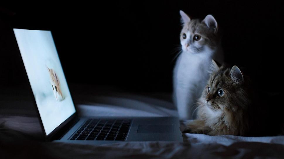 Two Cats Looking At A Pc Labtop wallpaper,cats HD wallpaper,funny HD wallpaper,pc labtop HD wallpaper,watching HD wallpaper,animals HD wallpaper,1920x1080 wallpaper