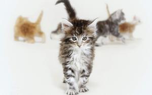 Cute kittens walking wallpaper thumb