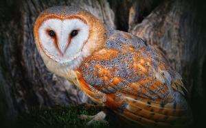 Owl golden feathers wallpaper thumb