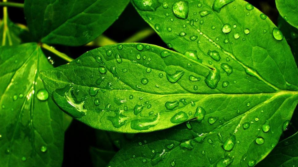 Raindrops on the leaves wallpaper,nature HD wallpaper,1920x1080 HD wallpaper,leaf HD wallpaper,raindrop HD wallpaper,1920x1080 wallpaper